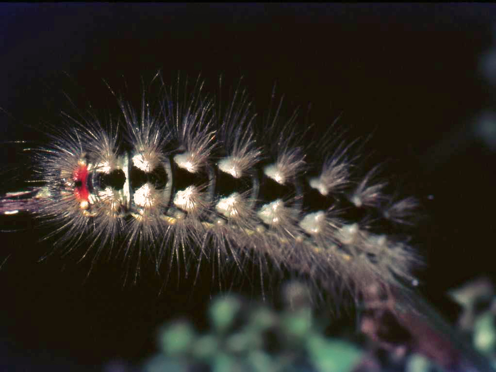 Ancora un bruco (Acronicta euphorbiae)